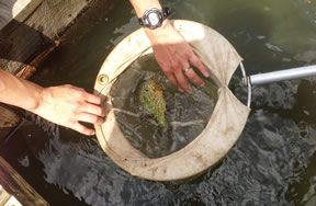 Freshwater fish captured for study.