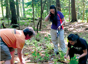 people examining plants in the forest