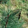 praying mantis on a long needled pine