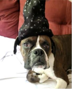 photo of luna the dog wearing a wizard hat