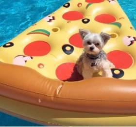 Photo of benson the dog on a pizza pool float